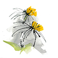 CrosbyConeFlower2