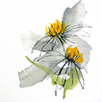 CrosbyConeFlower3