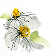 CrosbyConeFlower4