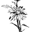 Echinacea1