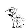 Echinacea2