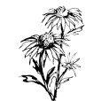 Echinacea3