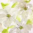 GreyClematis