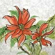 HolidayPoinsettia1