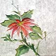 HolidayRedPoinsettia