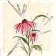 KozoConeflower