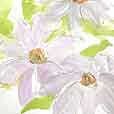 MauveClematis