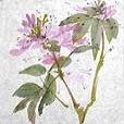 MulberryCleome