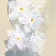 Narcissus2