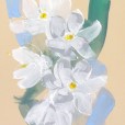 Narcissus4