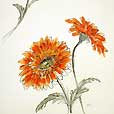 OrangeGerbera2