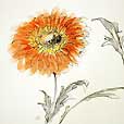 OrangeGerbera3