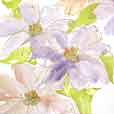 ParfaitClematis