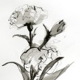 PencilInkCarnation2