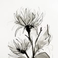 PencilInkChrysanthemum2