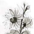 PencilInkSunflower1