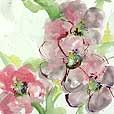 PinkPlum1