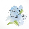 NPoppyBlue1