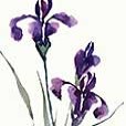 PurpleIris