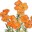 SunshinePoppies1