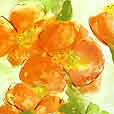 TangerinePoppies1