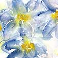 TintedClematis1