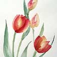 Tulip2