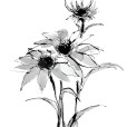 WashEchinacea1