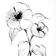 WashPoppy2