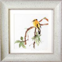 BlackCappedOriole