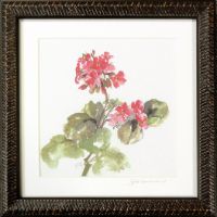 Geranium