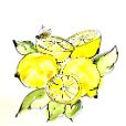 LemonsBees4