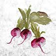 Mulberry Red Radish