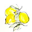 YLemons3