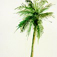 GreenCoconutPalm1