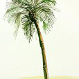 MauveCoconutPalm