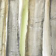 SmoothBirches2