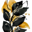 AmberBlack&Gold1