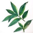 BayLeaf