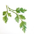 Chervil