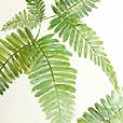 Fern 2