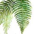 Fern 3