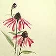 Echinacea