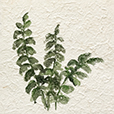 KozoFern4