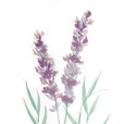 Lavender1
