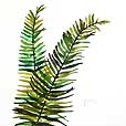 Leaf Fern