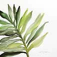 Leaf Oil Palm