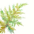 PaintedFern