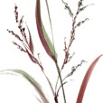 RougeGrasses2