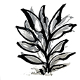 SustainedLeaves4